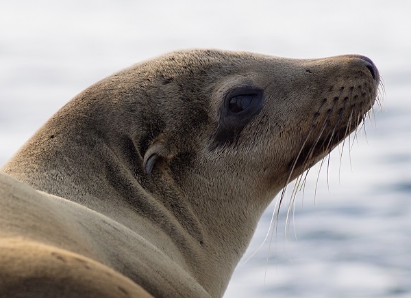 MILITARY MARINE MAMMAL