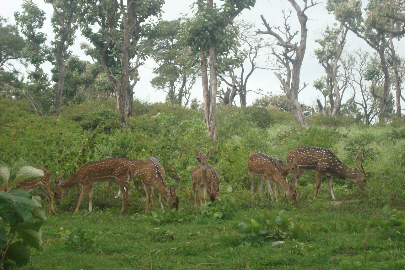 ooty mudumalai wildlife sanctuary