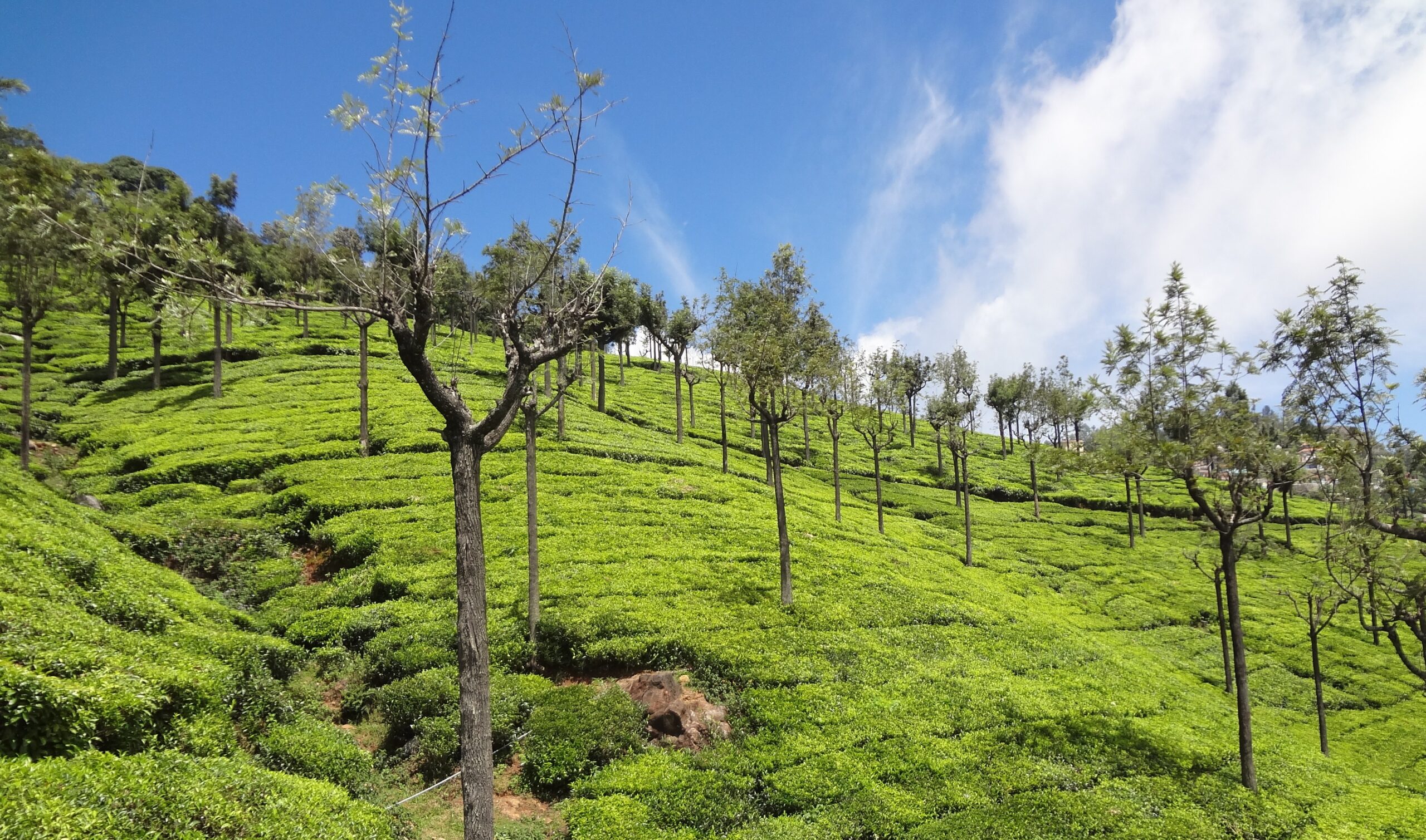 Ooty is the Queen of Hills Stations