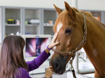 Internal Medicine - UAE Sharjah Equine Hospital